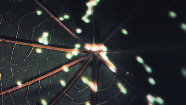 line up video for forte festival in portugal