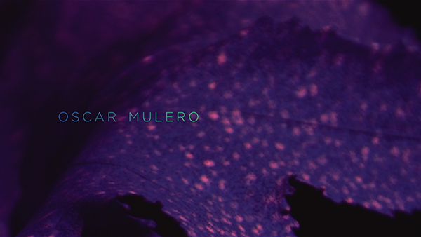 live shooting and projection mapping for music festival