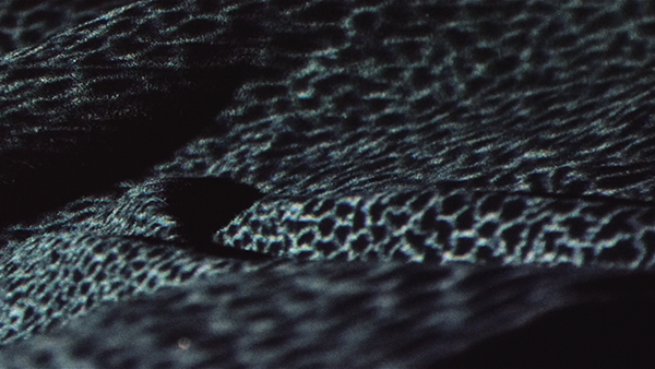 video line up for festival forte in 2017